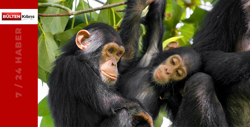 Bilimsel araştırma: Şempanzeler eski dostlarını yenilere tercih ediyor