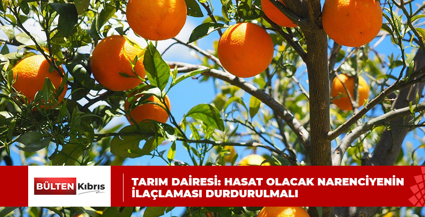 TARIM DAİRESİ: “HASADI YAPILACAK NARENCİYENİN İLAÇLAMASI DURDURULMALI”