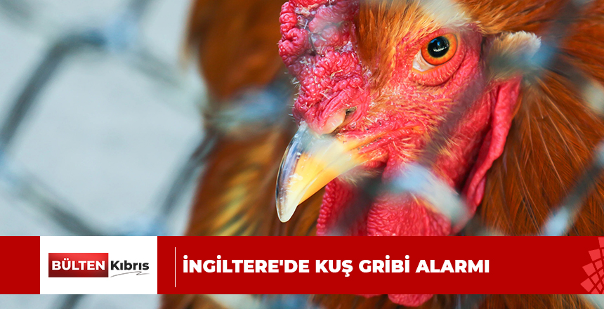 İNGİLTERE’DE KUŞ GRİBİ ALARMI