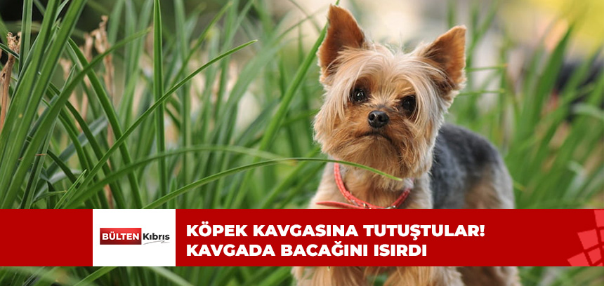 “KÖPEKLER SADECE BAKTI VE ISIRMADI”