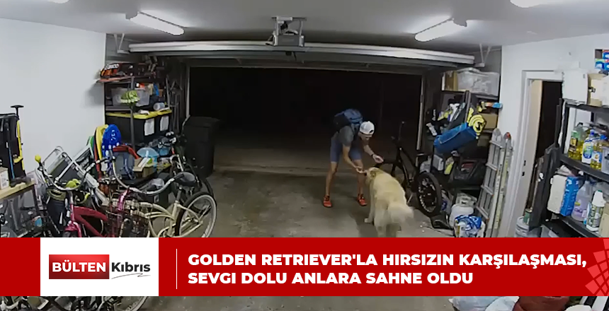 Golden Retriever’la hırsızın karşılaşması, sevgi dolu anlara sahne oldu