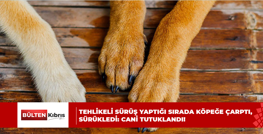 TEHLİKELİ SÜRÜŞ YAPTIĞI SIRADA KÖPEĞE ÇARPTI, SÜRÜKLEDİ: CANİ TUTUKLANDI!