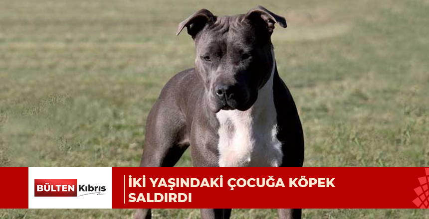 İki yaşındaki çocuğa köpek saldırdı