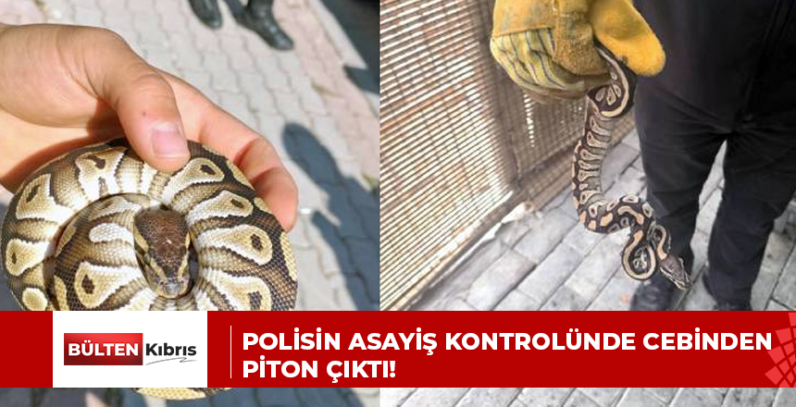 Polisin asayiş kontrolünde cebinden piton çıktı!