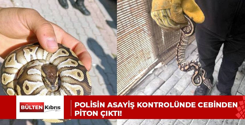 Polisin asayiş kontrolünde cebinden piton çıktı!