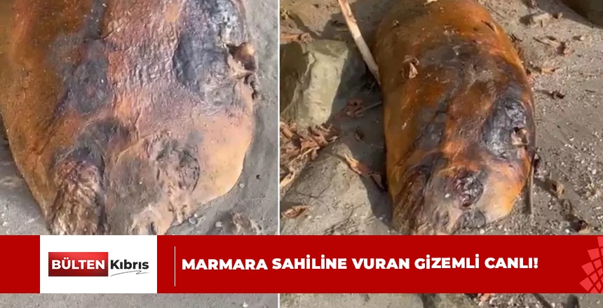 Marmara sahiline vuran balık dikkatleri üzerine çekti