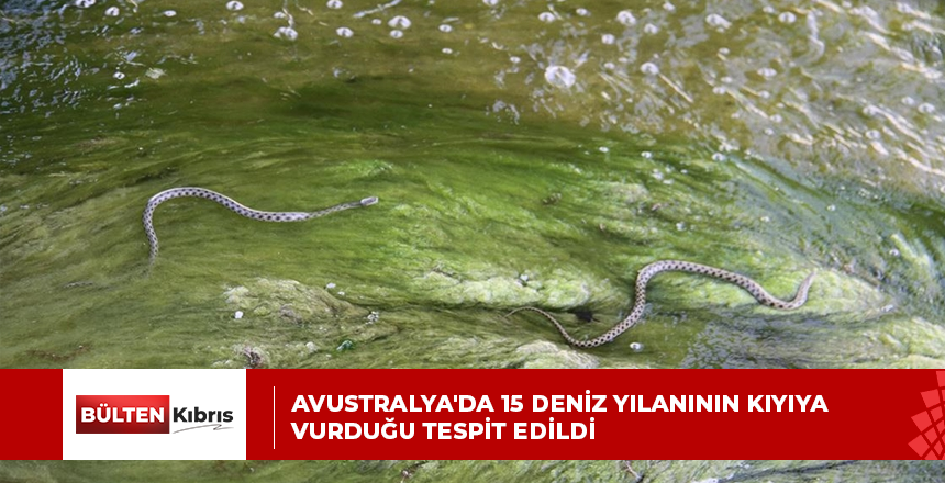 Avustralya’da 15 deniz yılanının kıyıya vurduğu tespit edildi
