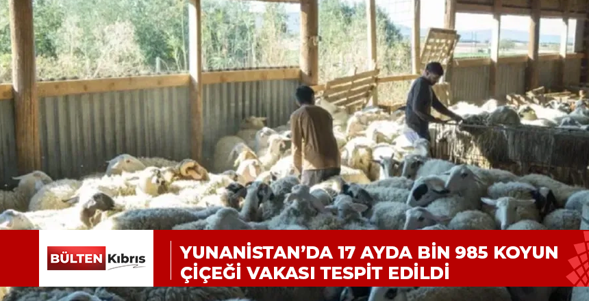 Yunanistan’da 17 ayda bin 985 koyun çiçeği vakası tespit edildi