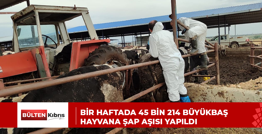 BİR HAFTADA 45 BİN 214 BÜYÜKBAŞ HAYVANA ŞAP AŞISI YAPILDI