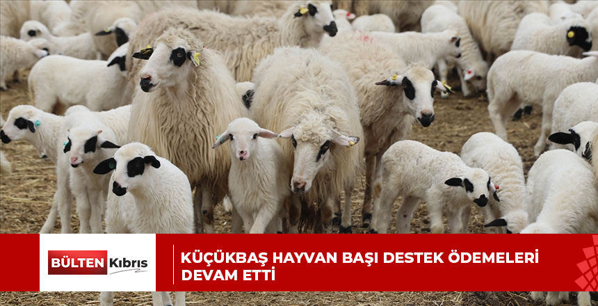 Küçükbaş Hayvan Başı Destek ödemeleri devam etti