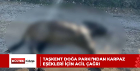 TAŞKENT DOĞA PARKI’NDAN KARPAZ EŞEKLERİ İÇİN ACİL ÇAĞRI