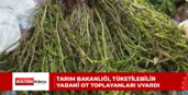 TARIM BAKANLIĞI, TÜKETİLEBİLİR YABANİ OT TOPLAYANLARI UYARDI
