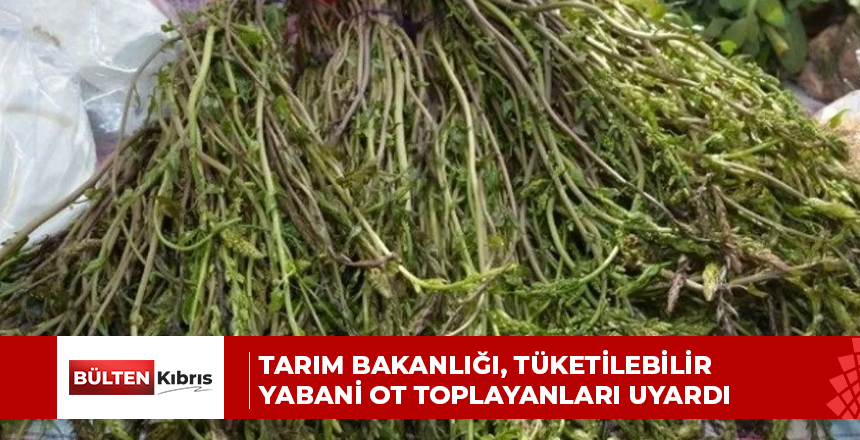 TARIM BAKANLIĞI, TÜKETİLEBİLİR YABANİ OT TOPLAYANLARI UYARDI