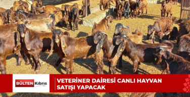 Veteriner Dairesi canlı hayvan satışı yapacak