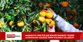 NARENCİYE ÜRETİCİLERİ BİRLİĞİ DERNEĞİ: TEDBİR ALINMAMASI HALİNDE ÜRÜN DALINDA KALABİLİR