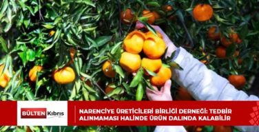 NARENCİYE ÜRETİCİLERİ BİRLİĞİ DERNEĞİ: TEDBİR ALINMAMASI HALİNDE ÜRÜN DALINDA KALABİLİR