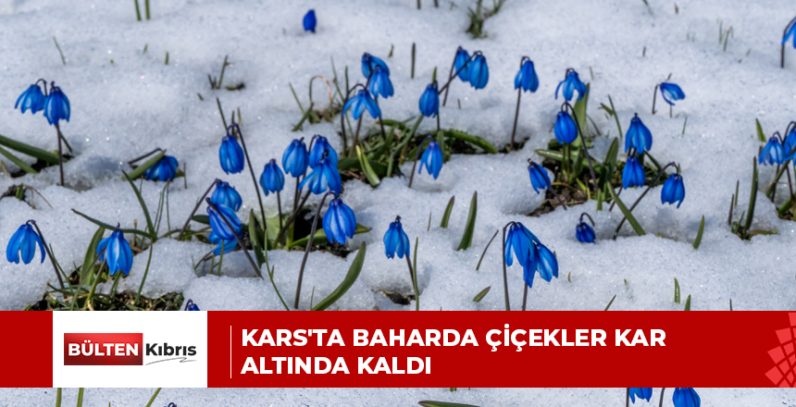 Kars’ta baharda çiçekler kar altında kaldı