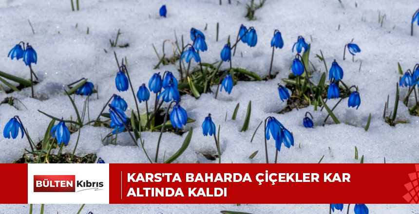 Kars’ta baharda çiçekler kar altında kaldı