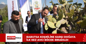 Babutsa koşniline karşı doğaya ilk kez avcı böcek bırakıldı