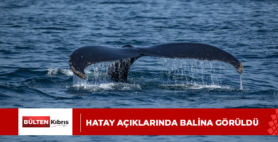 Hatay açıklarında balina görüldü