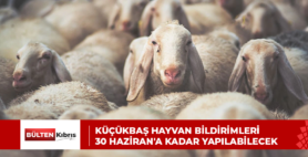 Küçükbaş hayvan bildirimleri 30 Haziran’a kadar yapılabilecek