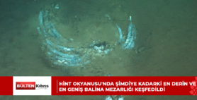Hint Okyanusu’nda şimdiye kadarki en derin ve en geniş balina mezarlığı keşfedildi