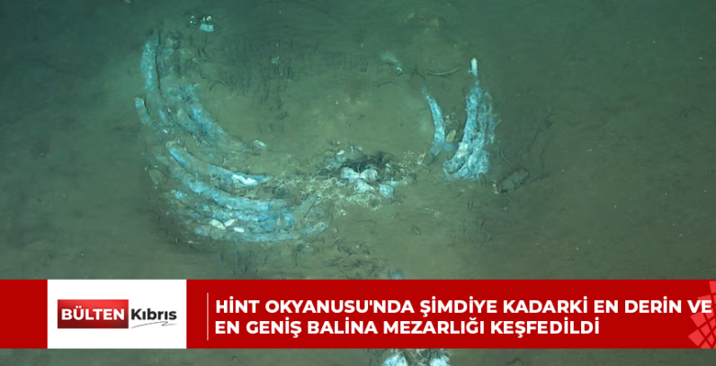 Hint Okyanusu’nda şimdiye kadarki en derin ve en geniş balina mezarlığı keşfedildi