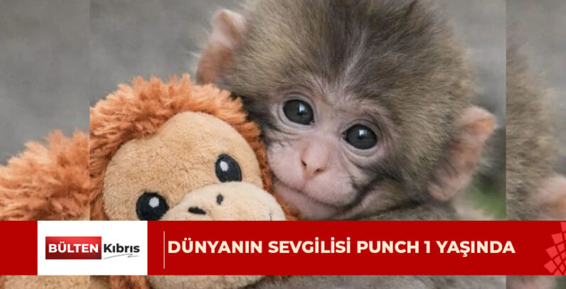 Punch isimli yavru Japon makağı, ilk yaş gününü kutladı