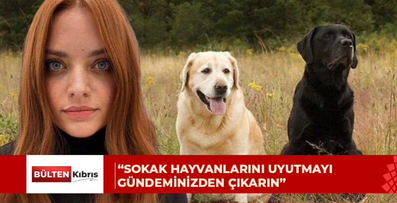 ALTIN PATİLER DERNEĞİ: “UYUTMA SEÇENEĞİNİ GÜNDEMDEN ÇIKARIN”