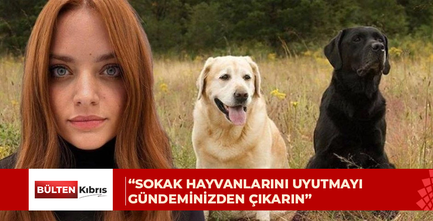 ALTIN PATİLER DERNEĞİ: “UYUTMA SEÇENEĞİNİ GÜNDEMDEN ÇIKARIN”