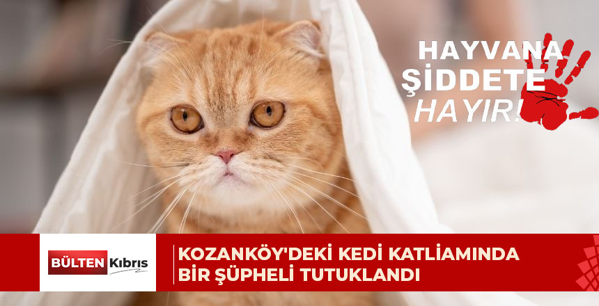 Kozanköy’de gerçekleşen kedi katliamı, tepkiye neden oldu