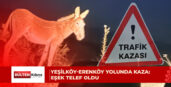 Bir araç, yoldan geçmekte olan eşeğe çarptı