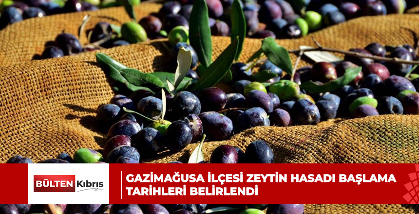 Gazimağusa ilçesi zeytin hasadı başlama tarihleri belirlendi