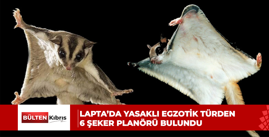Lapta’da yasaklı egzotik türden 6 Şeker Planörü bulundu