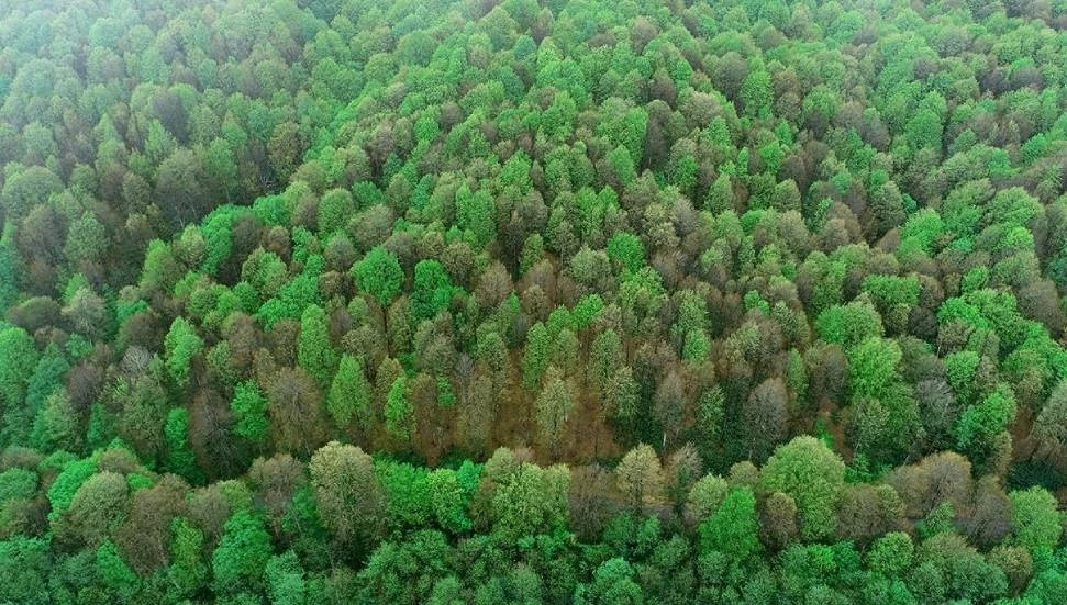 İNGİLTERE’NİN EAST SUSSEX BÖLGESİNDE AĞAÇLARA İNSANLARLA AYNI HAKLAR TANINDI