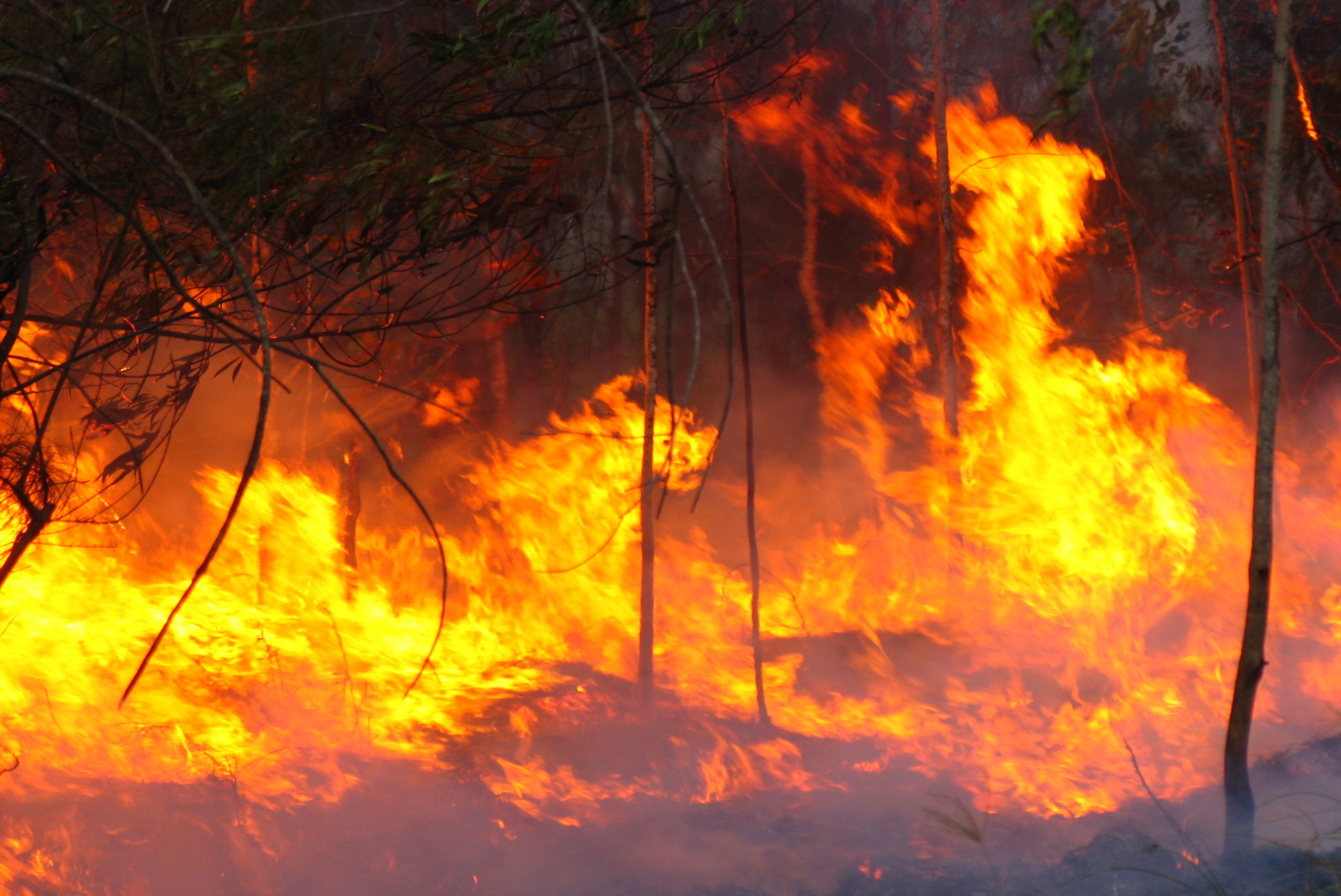 ABD’deki orman yangınlarında hayatını kaybedenlerin sayısı…