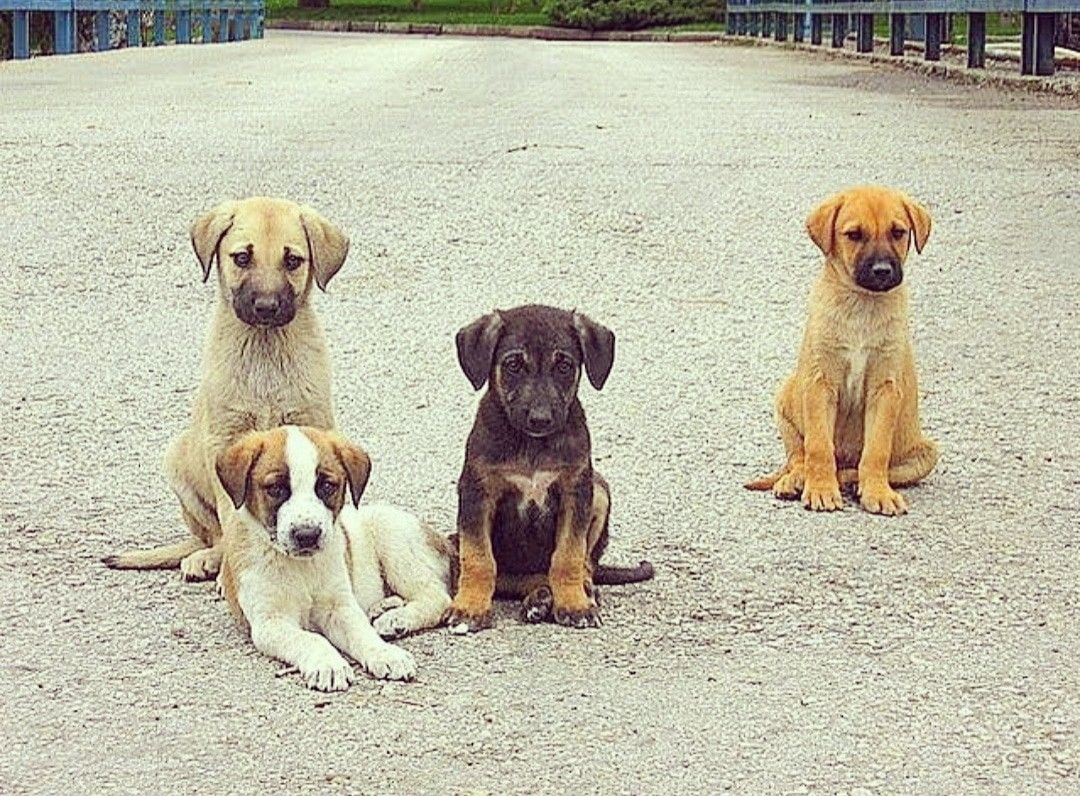 Ölü doğan 4 yavru köpeği hayata döndürdü