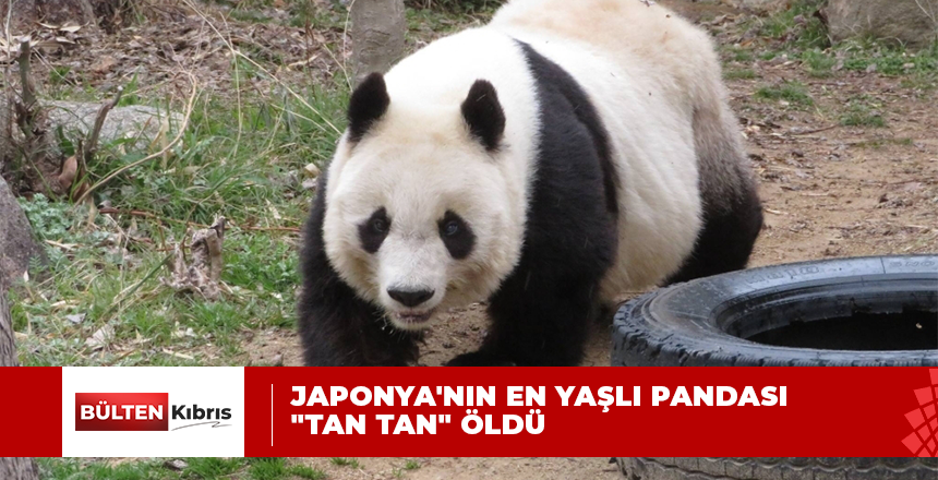 Japonya’nın en yaşlı pandası “Tan Tan” öldü