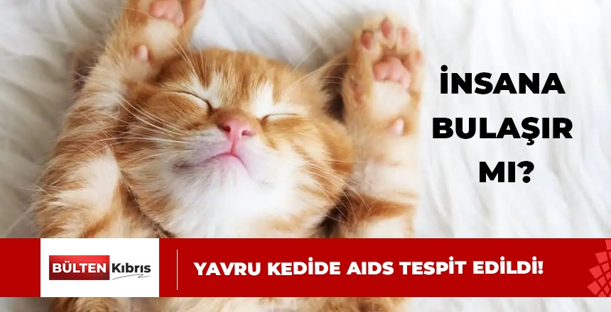 YAVRU KEDİDE AIDS TESPİT EDİLDİ!