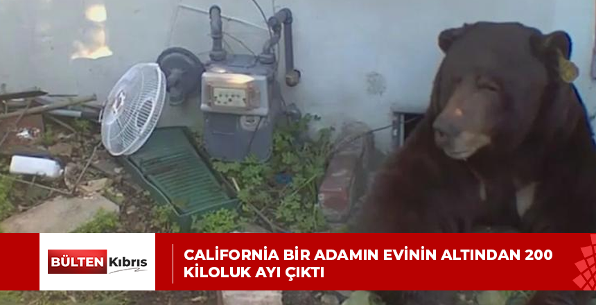 California bir adamın evinin altından 200 kiloluk ayı çıktı