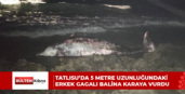 Tatlısu’da 5 metre uzunluğundaki erkek gagalı balina karaya vurdu