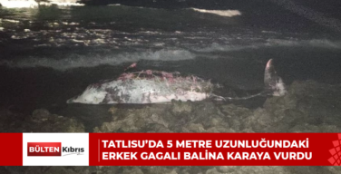 Tatlısu’da 5 metre uzunluğundaki erkek gagalı balina karaya vurdu