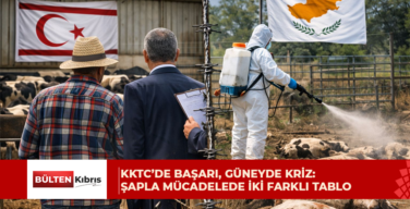KKTC’de Başarı, Güneyde Kriz: Şapla Mücadelede İki Farklı Tablo