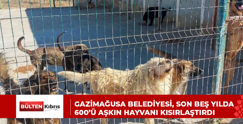 Gazimağusa Belediyesi, son beş yılda 600’ü aşkın hayvanı kısırlaştırdı