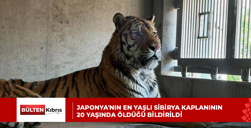 Japonya’nın en yaşlı Sibirya kaplanının 20 yaşında öldüğü bildirildi
