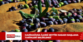 Gazimağusa ilçesi zeytin hasadı başlama tarihleri belirlendi