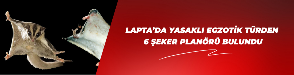 Lapta’da yasaklı egzotik türden 6 Şeker Planörü bulundu